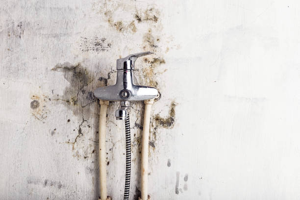 Professional Mold Remediation in Succasunna, NJ