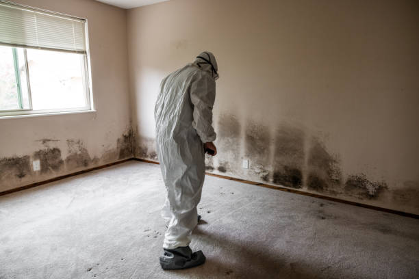 Best Attic Mold Remediation in Succasunna, NJ
