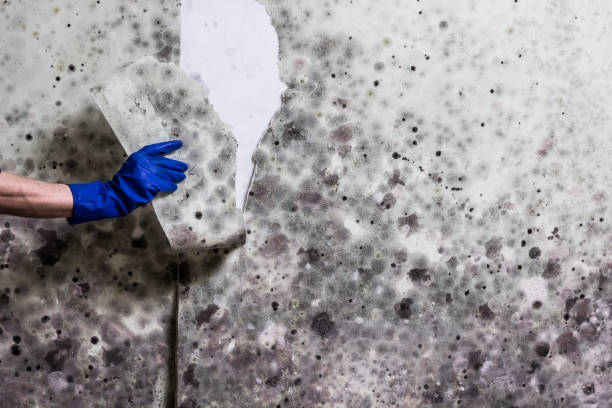 Best Residential Mold Remediation in Succasunna, NJ